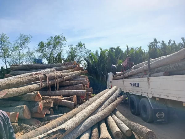 Cừ Dừa 01