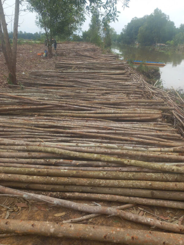 Cừ Bạch Đàn 03
