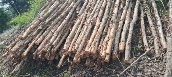 Cừ Tràm 02