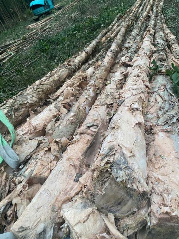 Cừ Tràm 05