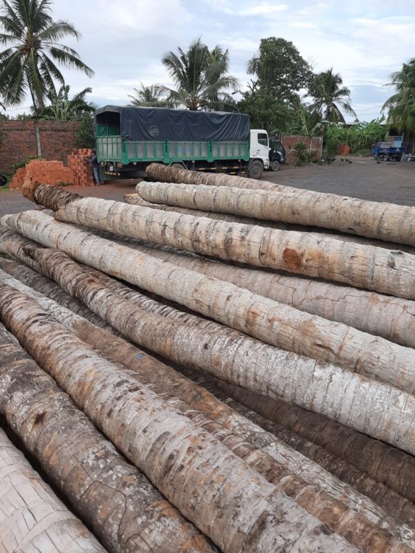 Cừ Dừa 03